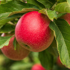 Orchard | Apple, Clove, Warm Floral | Non-toxic Beeswax Candle