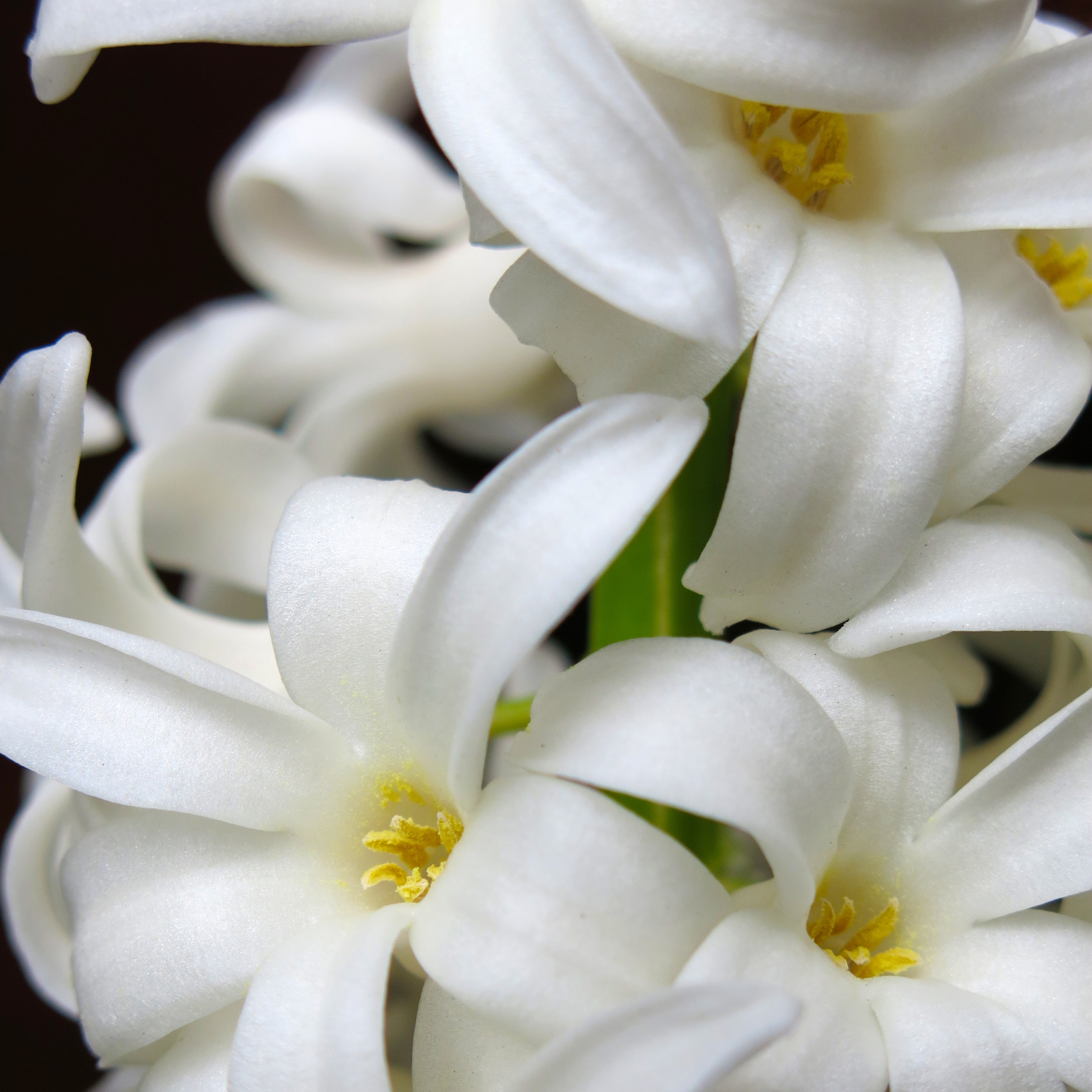 Orchard | Apple, Clove, Warm Floral | Non-toxic Beeswax Candle