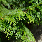 Understory | Spiced Cedar, Fresh Herbs, Musk | Non-toxic Beeswax Candle