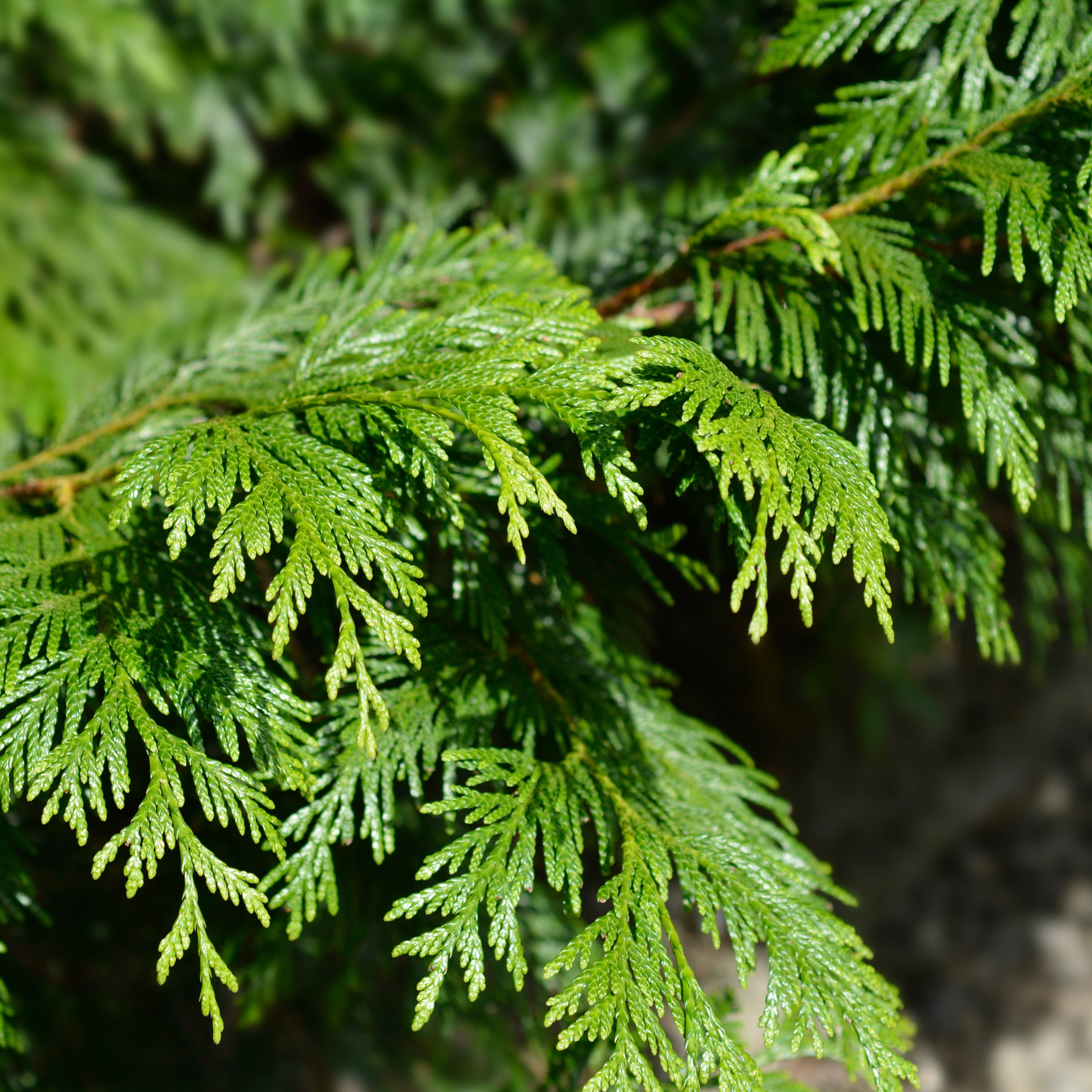 Understory | Spiced Cedar, Fresh Herbs, Musk | Non-toxic Beeswax Candle