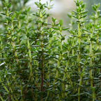 Understory | Spiced Cedar, Fresh Herbs, Musk | Non-toxic Beeswax Candle