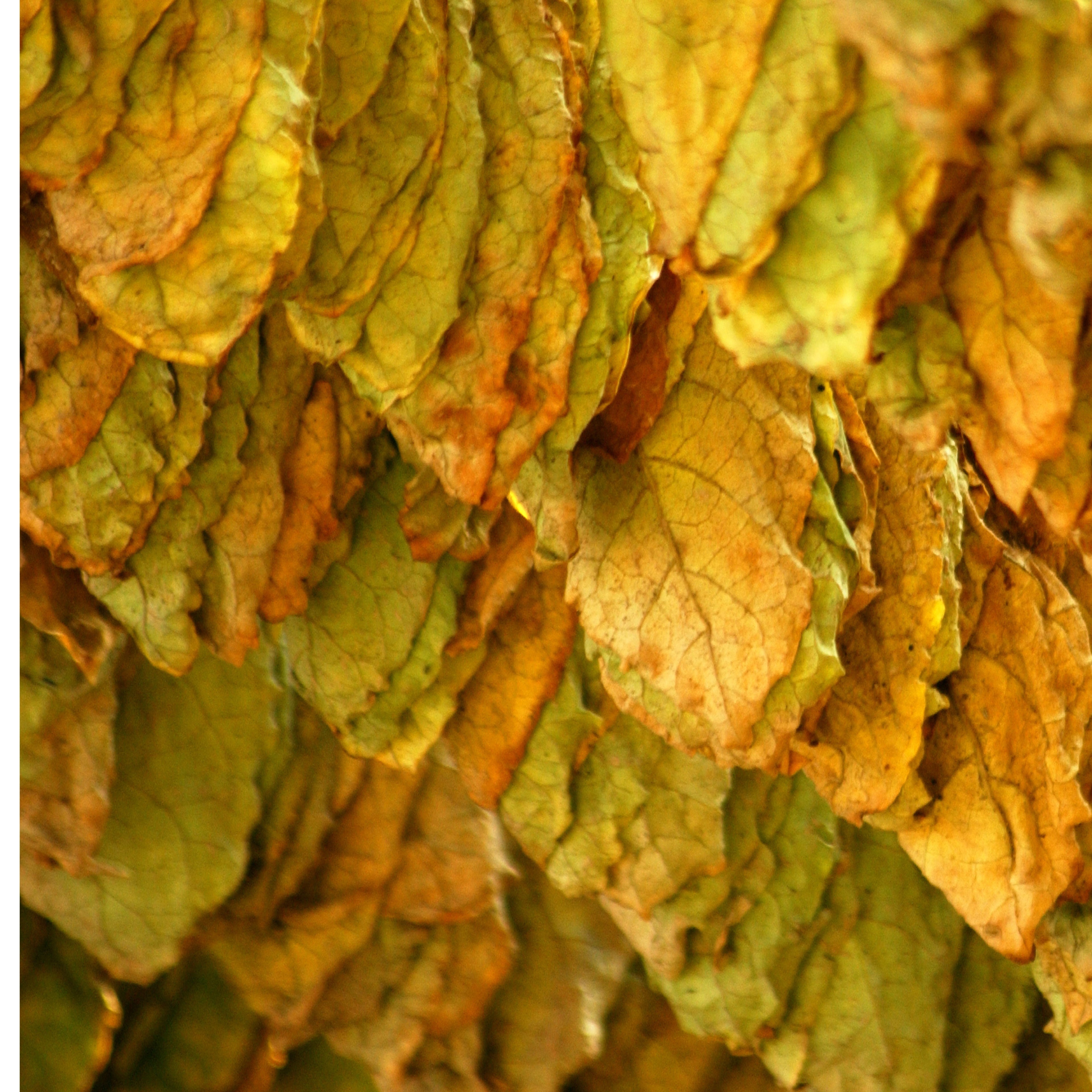 Brindle | Buttery Caramel, Tobacco, Patchouli | Non-toxic Beeswax Candle