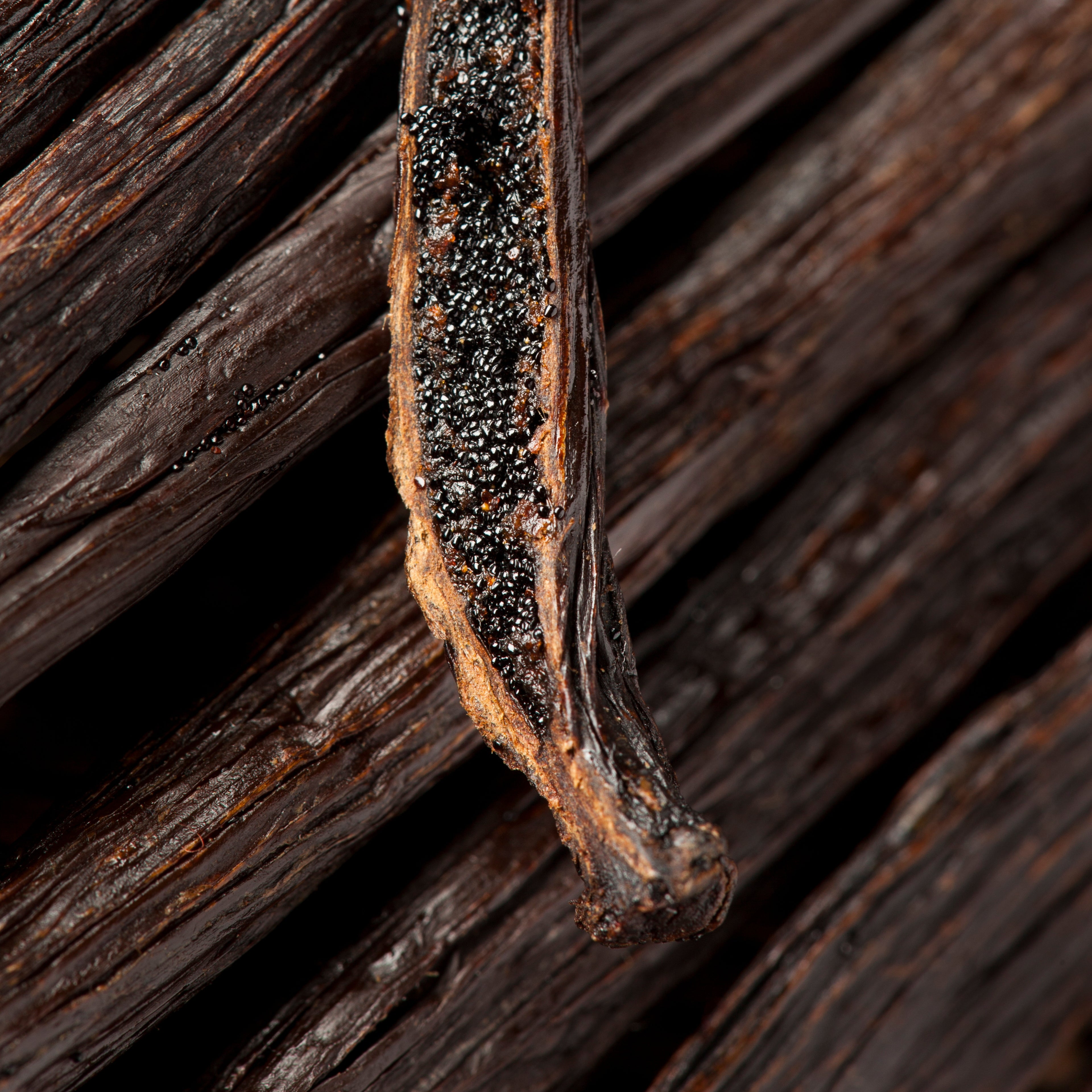 Brindle | Buttery Caramel, Tobacco, Patchouli | Non-toxic Beeswax Candle