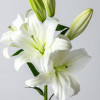 Halcyon | Spearmint, White Lily, Lavender | Non-toxic Beeswax Candle