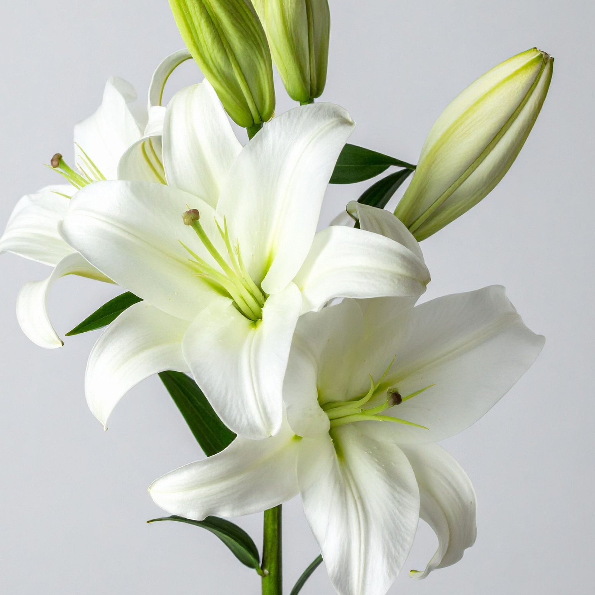 Halcyon | Spearmint, White Lily, Lavender | Non-toxic Beeswax Candle